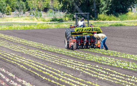 Migrant workers plant produce crops using a tractor in a farmers field.のeditorial素材