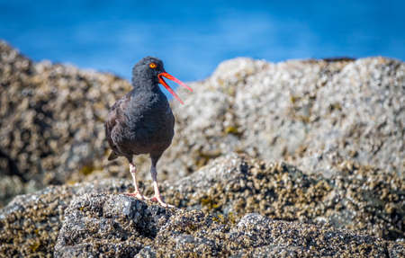 a black oyster catcher "  A black oyster catcher " Haematopus bachmani " looks for food in tidal pools.の写真素材