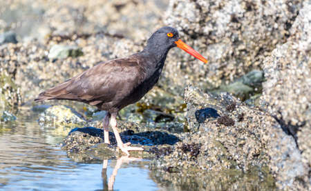 a black oyster catcher "  A black oyster catcher " Haematopus bachmani " looks for food in tidal pools.の写真素材