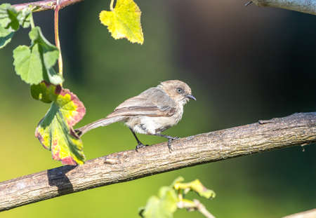 An American bushtit "  Psaltriparus minimus " looks for food on tree branches.の写真素材