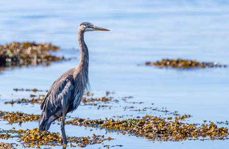 A great blue heron " Ardea herodias " looking for food in a tidal pool.の写真素材