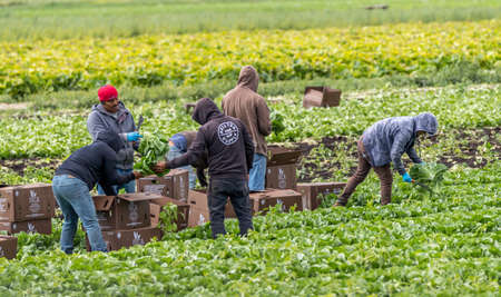 Victoria British Columbia, Canada- 08/03/2021 : Migrant workers pick food crops and tend to a farmers field  of produce.のeditorial素材