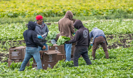 Victoria British Columbia, Canada- 08/03/2021 : Migrant workers pick food crops and tend to a farmers field  of produce.のeditorial素材