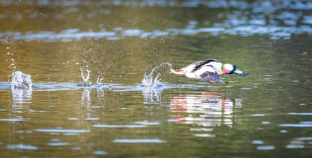 A male bufflehead diving duck " Bucephala albeola " fly's off the water in British Columbia Canadaの写真素材