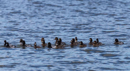 Male and  female lesser scaup diving ducks  "Aythya affinis " swim and dive in a lagoon in Canadaの写真素材