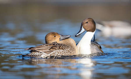 A male northern pintail duck " Anas acuta " swims on a lake showing off his plumage for a female duck.の写真素材