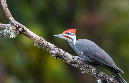 A male pileated woodpecker   Dryocopus pileatus  perches on a branch looking for food.