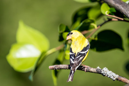 A male American goldfinch  Spinus tristis  perches on a branch hoping to attract a mate