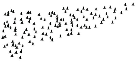 bird flock