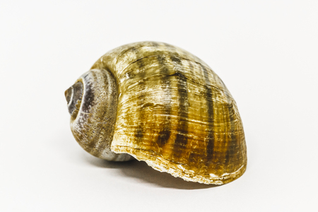 sea ââshell, symmetry and geometric curves. Shell with isolated background.の写真素材