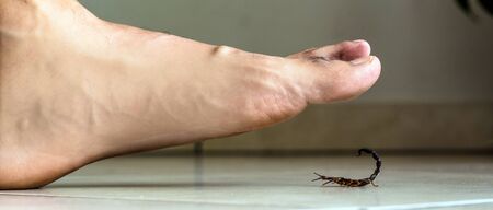 Scorpion indoors near a person. Person walking near a scorpion. Detection concept, brown or yellow scorpion, poisonous sting.の写真素材