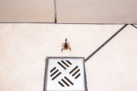 Scorpion inside the bathroom. Venomous animal near the bathroom drain. need for fingering, poisonous...