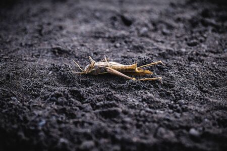 endangered environment, insects at risk of extinction due to use of pesticides. Grasshopper dead.の写真素材