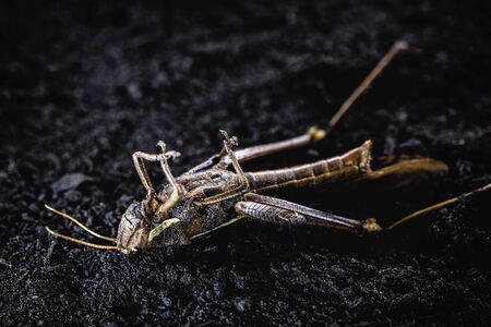 Grasshoppers, meridians, acrids, ticures or tucuras are insects. Some species form huge swarms that can devastate large crops. Dead insect in macro photography.の写真素材