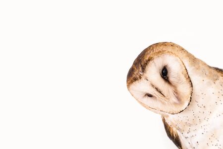 curious owl. Photo of an observing owl, owl isolated on white background. Concept of wisdom, mystical bird. Face of an bird on white background.の写真素材