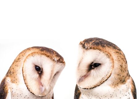 Photo of owl in high quality, face of a beautiful owl. Raptor in close up.の写真素材
