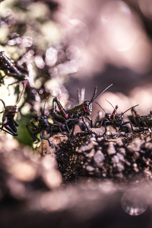 black and red cricket (Gryllus assimilis), pest. Good luck sign, cricket in close up. Garden plague,...