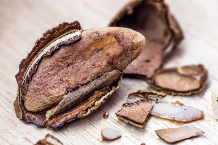 Brazil nut, Amazon nut, acre nut, Brazil nut, Amazon nut, Bolivian nut, Toquei or Tururi, is a large...