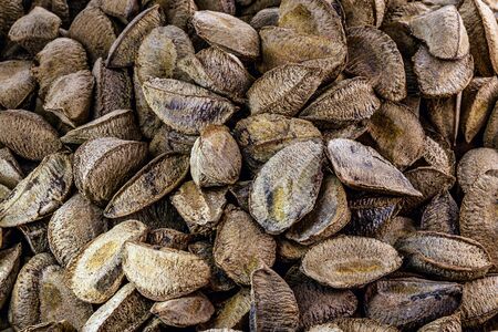 Brazil nuts, Amazon nuts, acre nuts, Brazil nuts, Amazon nuts, Bolivian nuts, Toquei or Tururi, very abundant in northern Brazil and Bolivia. Chestnut in shell.の写真素材
