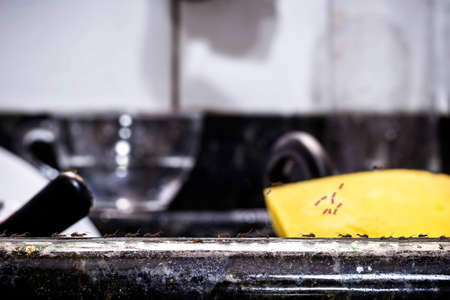 kitchen sink with small ants walking on the dirt, dirty dishes in the background. problem with insects attracted by food scrapsの写真素材