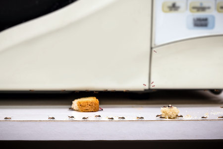 common red ants walking on food scraps near a microwave, uncontrolled insect pest problem inside the...