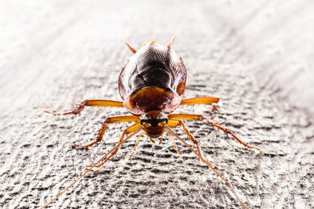 Catsaridafobia, fear of cockroach. Large insect, in night scenery, macro photography. Concept of...