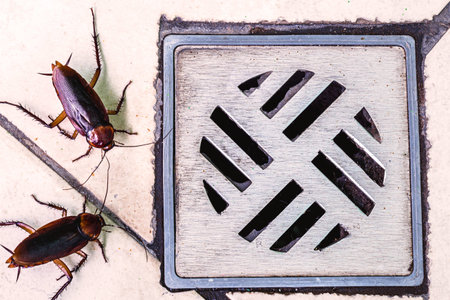 many cockroaches entering a dirty bathroom drain. Poor hygiene, problem with pests and insects at...