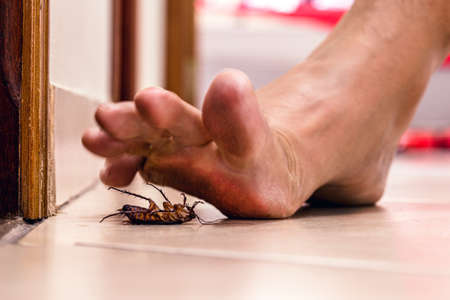 bare foot stepping on dead cockroach, disgusting scene, poor hygiene, problems with insects and pestsの写真素材