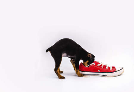 miniature pinscher dog playing with old red sneakers. Concept of undomesticated dog, messy petの写真素材