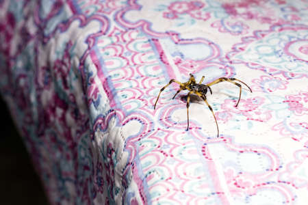 large spider walking across a bed quilt, venomous animal, need for detectionの写真素材
