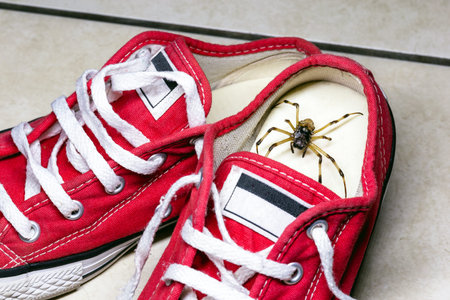 large spider hidden inside children's sneakers, venomous animal, concept of arachnophobia and pest controlの写真素材