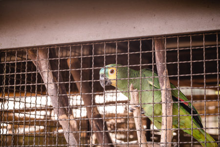 Parrot, birds of the parrot family. Brazilian bird held in captivity to be illegally sourced