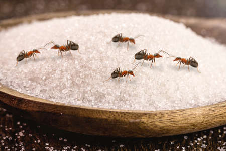 spoon of sugar with many red ants on it, insects indoors, danger of infestation or pestの写真素材