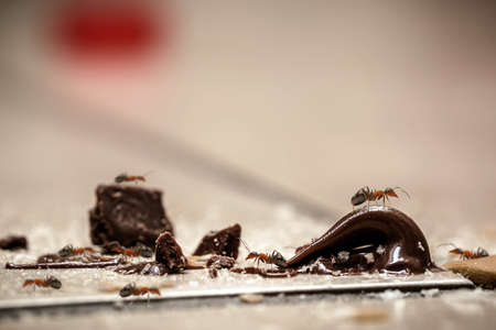 sweet ants on the floor, eating leftovers of candy, crumbs and chocolateの写真素材