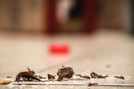 sweet ants on the floor, eating leftovers of candy, crumbs and chocolate. Ants on dirt, plague indoorsの写真素材