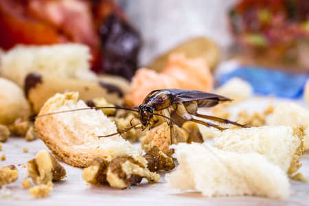 Periplanet cockroach, known as red cockroaches, over litter, insect macrophotographyの写真素材