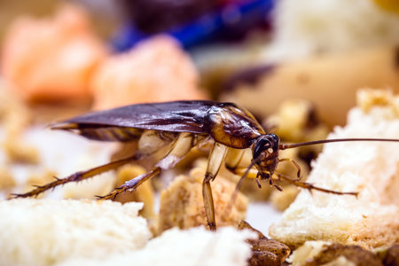 Periplaneta cockroach, known as red cockroach or American cockroach, eating leftover bread crumbs...