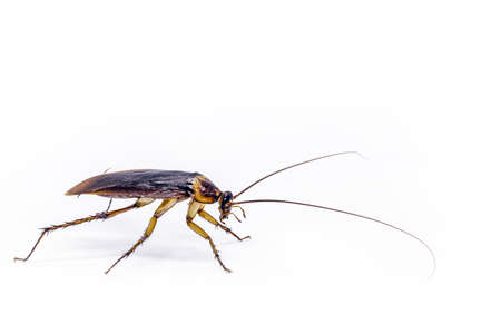 common american cockroach on isolated white background, full length side view with copy space.の写真素材