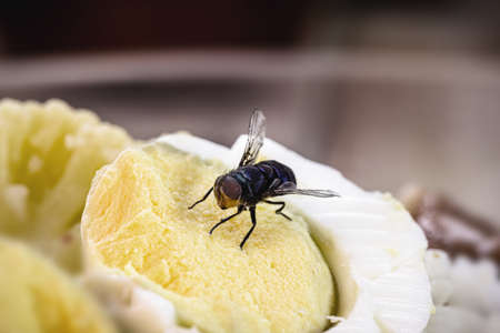 infestation of flies on food, rice and rotten eggs, indoor insects, house pestの写真素材