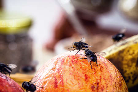 flies in the kitchen on spoiling fruit, poor hygiene indoorsの写真素材