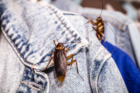 cockroaches inside the wardrobe gnawing clothes, insects in the house, disgusting animalsの写真素材