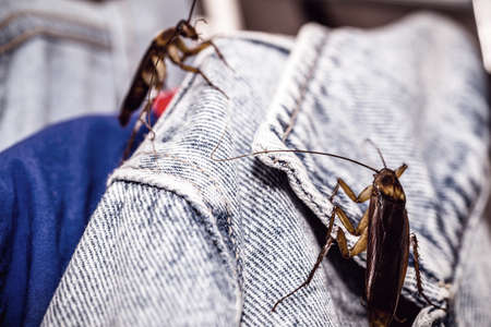 common cockroaches gnawing or gnawing clothes, insects inside the wardrobe, problem with urban pestsの写真素材