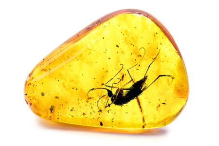 amber with preserved prehistoric insect, mosquito with blood or DNA preserved in amberの写真素材