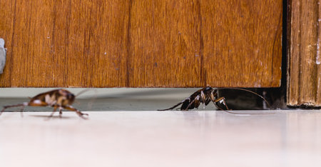 red cockroach passing through door, insect invading house, cockroach infestation indoors