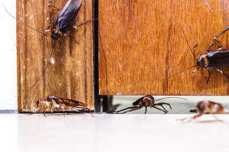 many cockroaches entering the house under the door, insects invading the house through the crack in...