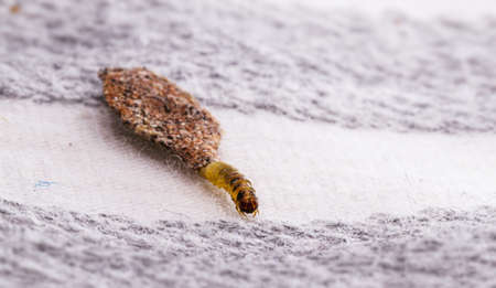 moth larva on clothing, feeding on fabric, macro photo of urban pest, lack of hygiene, humid environment, insects indoorsの写真素材