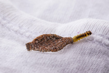 Wall moth larvae, or clothing moths, feed on fur, wool, dead skin fragments, hair and paper. Pierces...