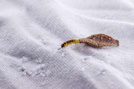 Wall moth larvae, or clothing moths, feed on fur, wool, dead skin fragments, hair and paper. Pierces stored and old clothes, need for detectionの写真素材