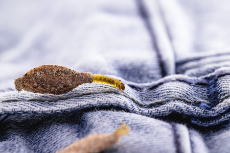 moth larva on clothing, feeding on fabric, macro photo of urban pest, lack of hygiene, humid environment, insects indoorsの写真素材
