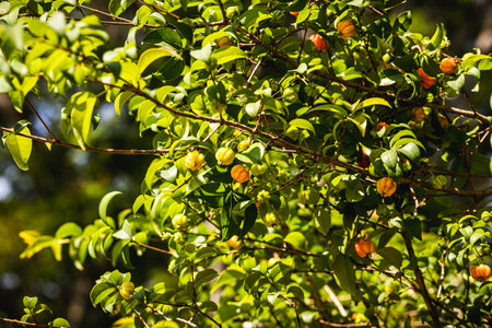 pitangueira, fruit tree or shrub, native to the Atlantic Forest and known mainly for its sweet fruits. Brazilian cherry, fruit from Brazilの写真素材